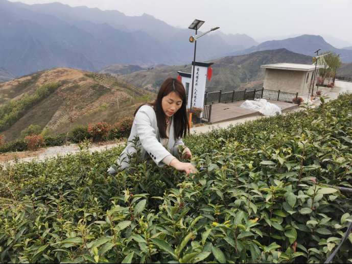 陜西廣電融媒體集團(tuán)農(nóng)林衛(wèi)視助力陜西茶區(qū)“以茶興業(yè)，以茶富民”